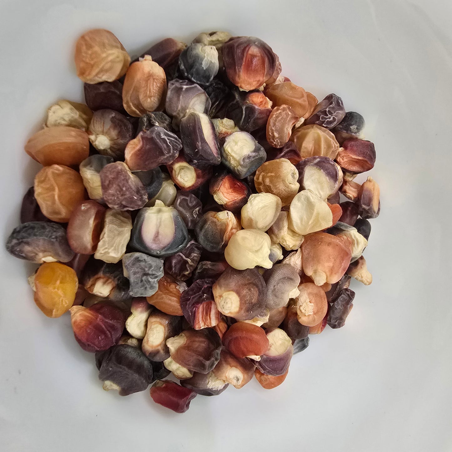 Organic Corn Seeds- Sweet- Painted Hills - 20 seeds