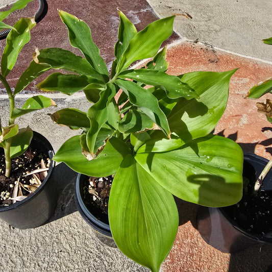 Spiral Flag Plant- Costus igneus