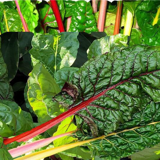 Swiss Chard - Bright Lights- 100 Seeds