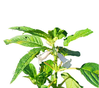 Black Sesame – 100 Seeds, Non-GMO, Heirloom