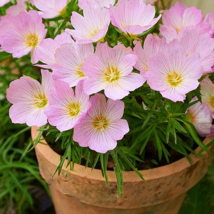 Primrose Seeds- Showy Evening- 500 seeds