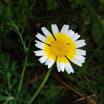 Shungiku Seeds- Three Color Daisy- 100 Seeds