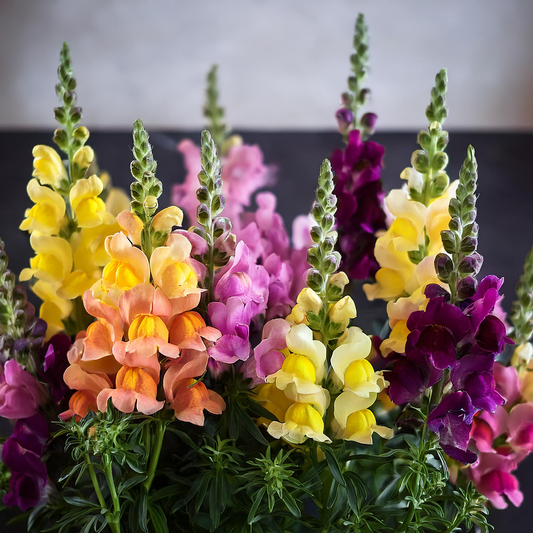 Spurred Snapdragon Flower Seeds- Mixed color - 30 seeds