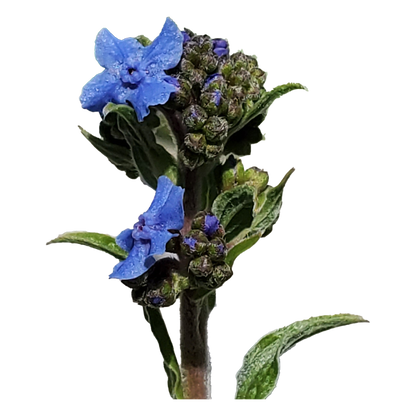 Forget-Me-Not (Myosotis sylvatica) – 100 Seeds