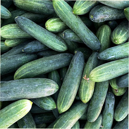 Cucumber Seeds - Tendergreen Burpless - 30 seeds