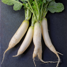 White Icicle Radish 100 seeds