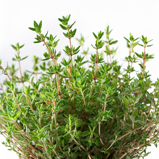 Thyme- Winter Thyme - 100 seeds