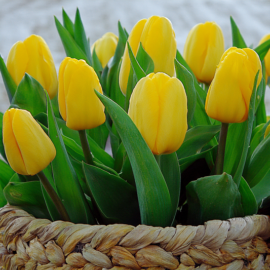 Yellow Tulip Bulbs for Planting- 10