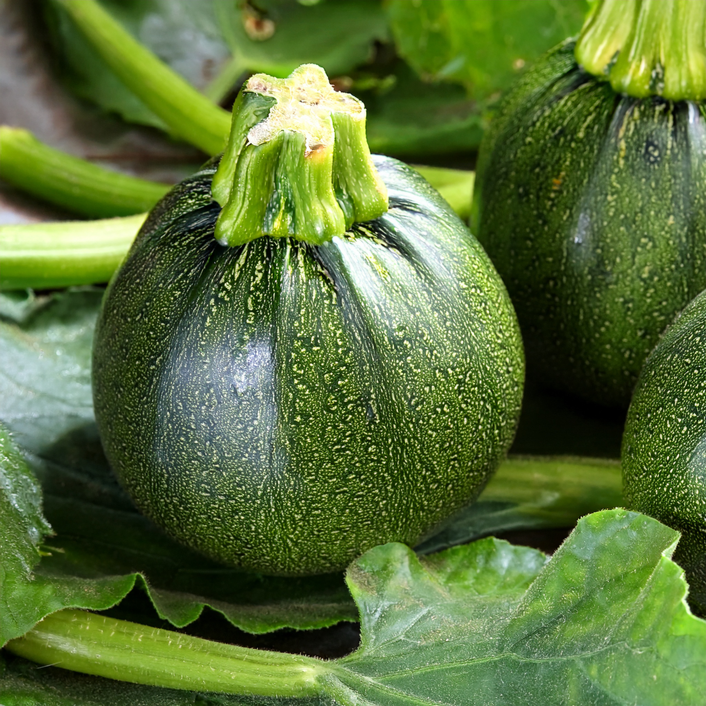 Squash - Zucchini Summer Squash- Hard Eight Ball (10 seeds)