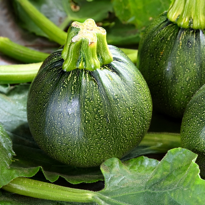 Zucchini 'Eight Ball' Hybrid – 10 Seeds