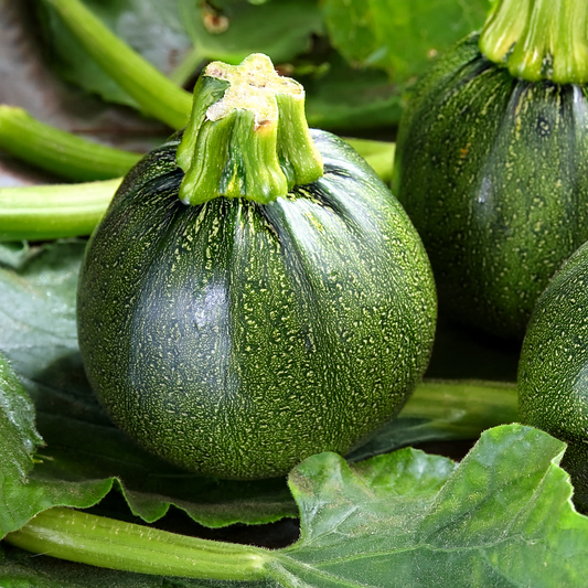 Squash - Zucchini Summer Squash- Hard Eight Ball (10 seeds)
