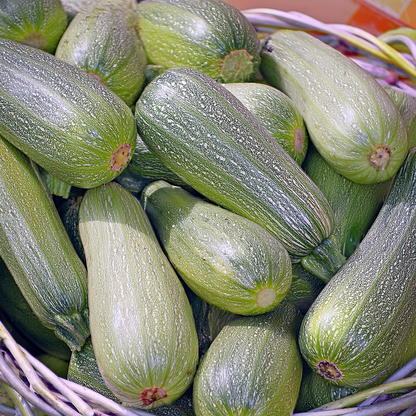 Zucchini 'Greyzinni' Hybrid – 20 Seeds, Non-GMO