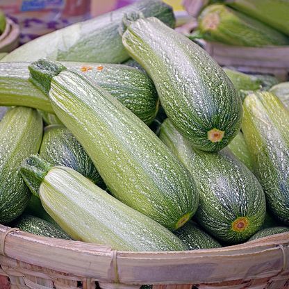Zucchini 'Greyzinni' Hybrid – 20 Seeds, Non-GMO